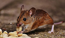 24 Hour & Emergency Exterminators in Statesville West, NC